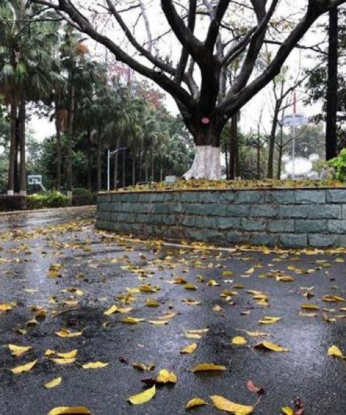 广西天气变化解读，最新雨势图表查询与影响分析