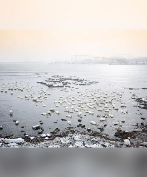 山东泰安枣庄新闻头条网，地域与世界的新闻桥梁