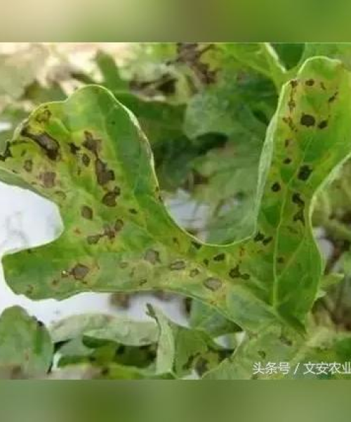 美国西瓜新闻揭秘，热门趋势与背后故事一网打尽
