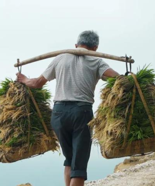 阜阳阜山新村新面貌与发展动态揭秘，乡村新闻头条速递