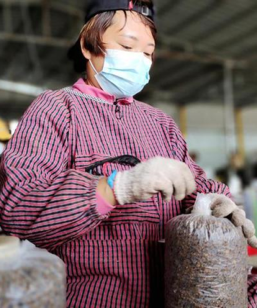 尉氏县平菇产业蓬勃发展，新闻头条下的产业繁荣新篇章