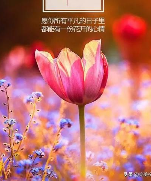 真挚交友软件最新版下载与安装指南，轻松探索交友世界