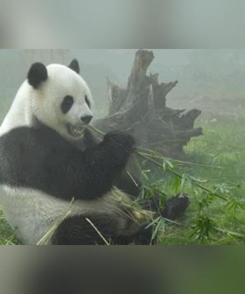 熊猫萌萌最新动态揭秘，今日看点，带你探索熊猫萌萌的奇妙世界视频