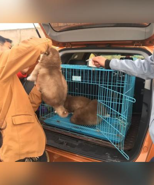 阿拉斯加犬，魅力犬种深度探索
