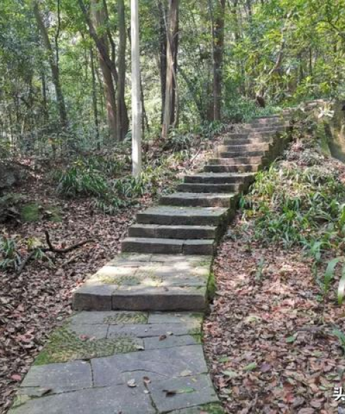 「春游必备！踏青郊游全攻略，带你领略春光之美」