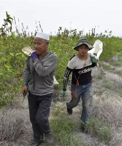 沙漠探险攻略，揭秘无尽沙海之美，畅游沙漠之旅！