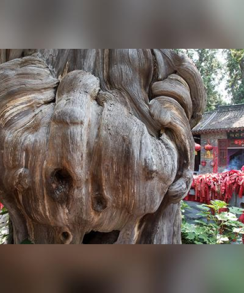 柏树王自然探索之旅，绝美攻略，领略自然神韵