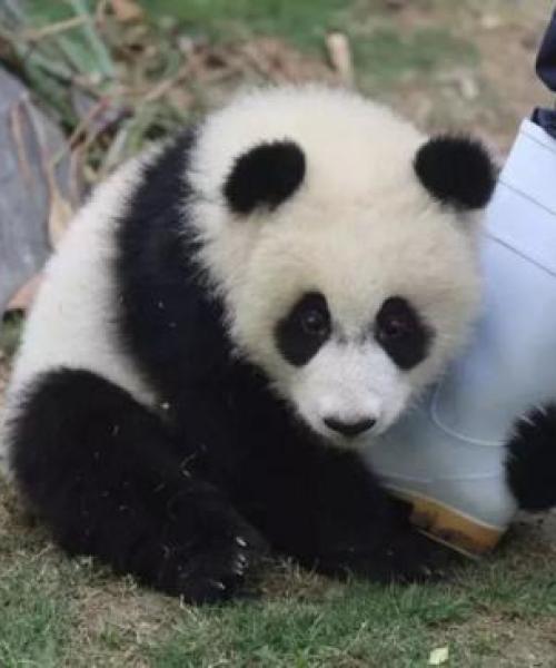 探索熊猫的世界，最新视频揭秘奇妙旅程！