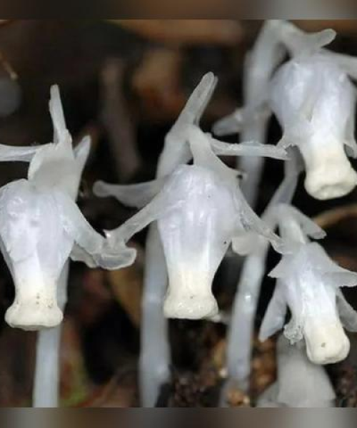云南水晶宝藏揭秘，产区排名前十名，探寻璀璨宝石之旅