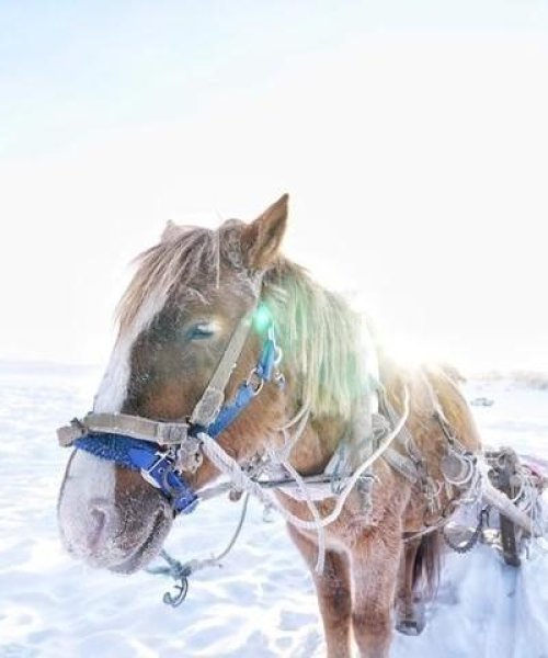 哈尔滨冰雪童话之旅，浪漫景点攻略探索