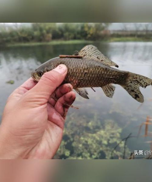 集善公园钓鱼政策解读，最新消息一网打尽！