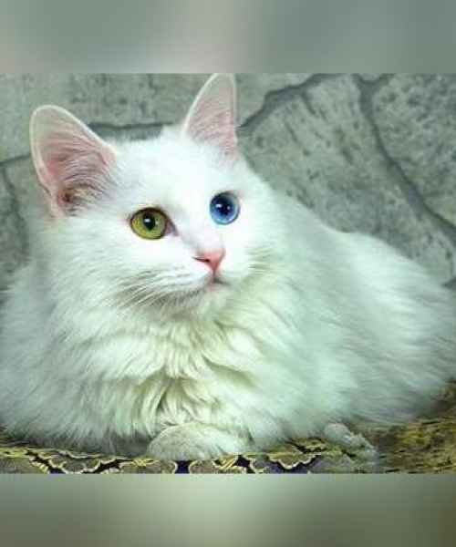 全球猫咪品种大揭秘，最受欢迎猫咪排名榜单出炉！