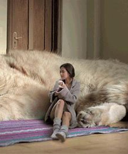 养猫达人必备秘籍，全面升级，最新攻略大全