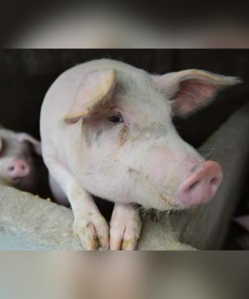 山西猪肉最新报价及市场动态，掌握猪肉价格走势，洞悉市场动态情报