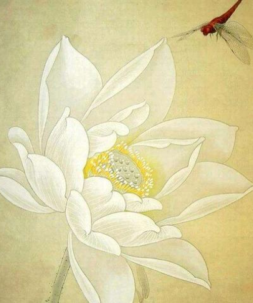 芙蓉花语，美丽绽放与坚韧力量，励志人生启示