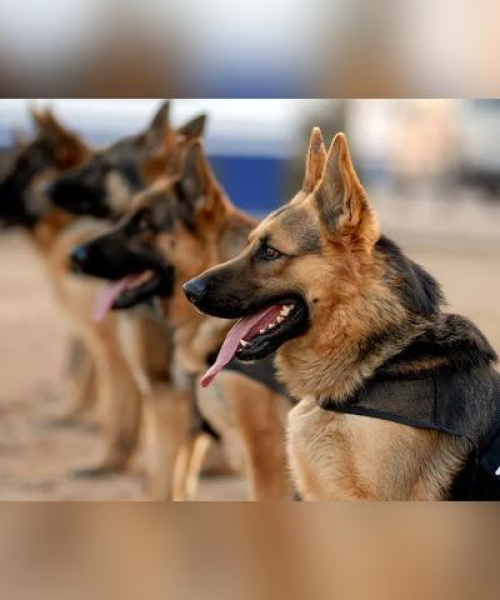 战斗警犬前十名，英勇无畏的守护战士
