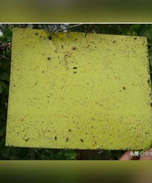吐鲁番农药市场排名前十揭晓，洞悉农药市场最新动态与趋势