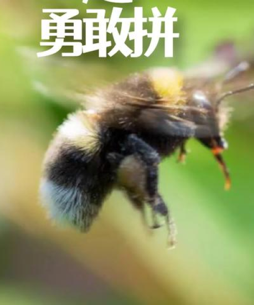 网红励志语录燃爆激情，成就非凡人生梦想！