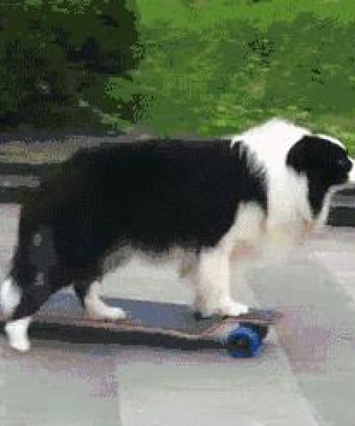 聪明犬种大揭秘，全球最聪明的狗狗排名榜单！