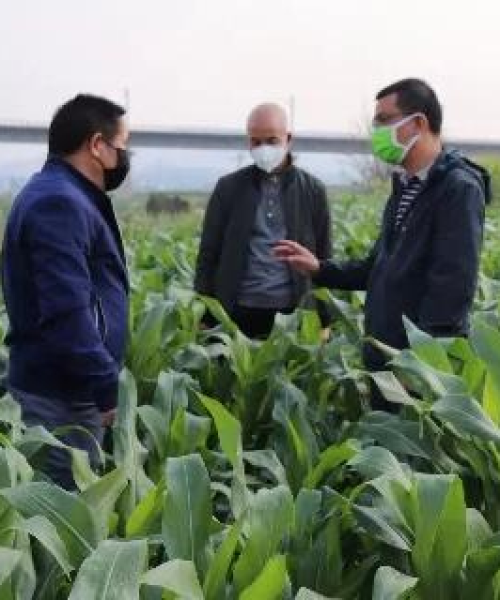 个旧肺炎最新情况通报，最新动态与防控措施全解析