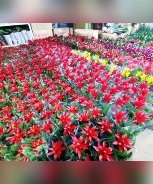淘花升级来袭！百度全新淘花1.3版本震撼登场