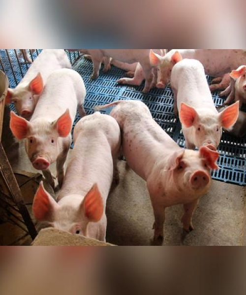 眉山最新猪价动态，今日猪肉市场走势及价格变化解析