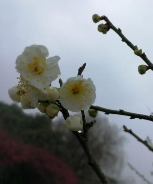 乡村老屋智慧箴言，岁月铸就的力量与励志语录大全
