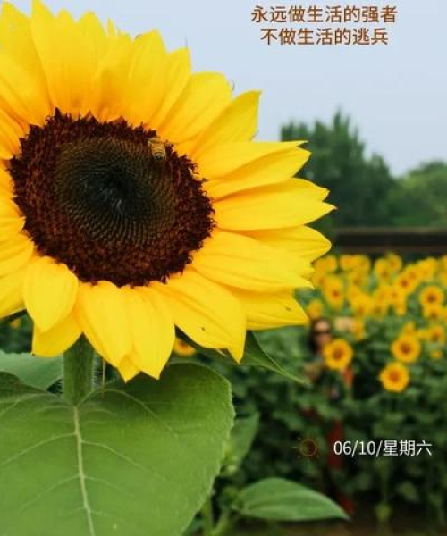 励志语录，高中岁月的心灵养分