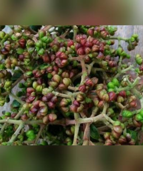 吴茱萸最新价格走势及分析，市场影响因素揭秘