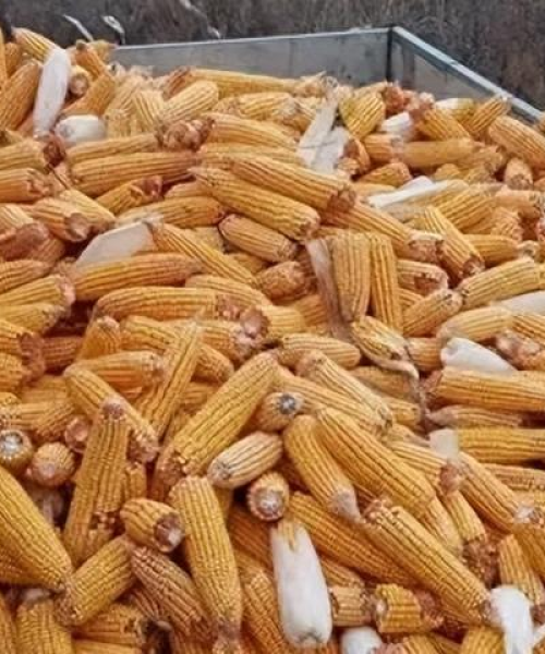 全球粮食储备与供应最新动态分析，今日头条屯粮新闻速递