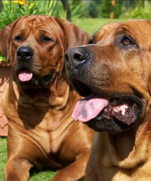 全球禁养犬种排名揭秘，探究令人警惕的犬类品种