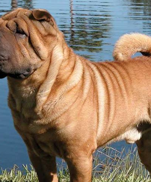 世界巨无霸犬类排名，威武雄壮的顶级犬种热门推荐