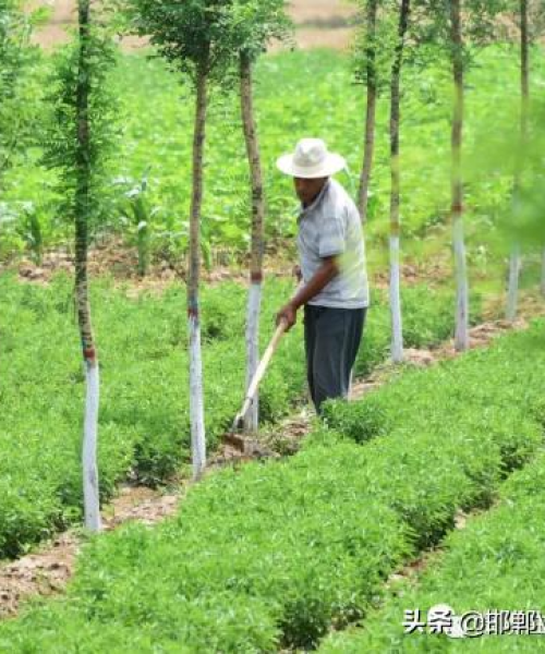 曲周县林下镇，生态繁荣与乡村振兴协奏曲，新闻头条抢先看！
