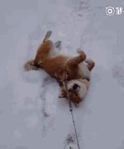 揭秘聪明狗狗的世界，废物犬智商排名前十强！