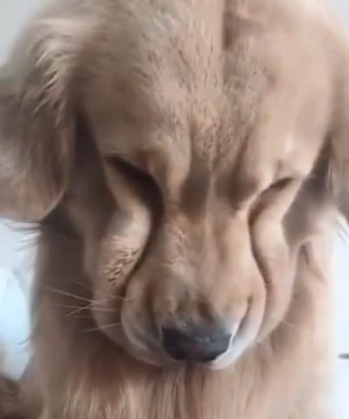 世界智商犬大排名揭秘，最聪明的狗狗TOP榜！