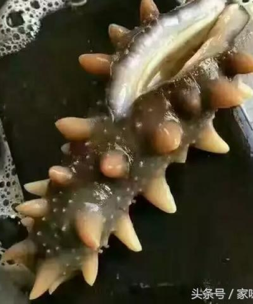 全球海参产地大排名，揭秘最佳海参产地之谜！