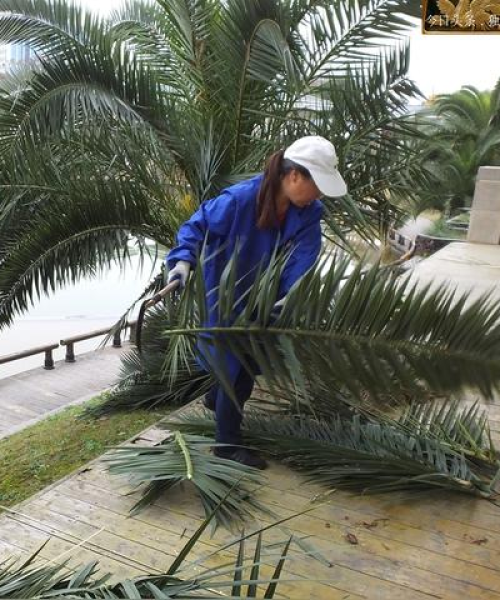 海枣树新闻热点，今日头条独家报道