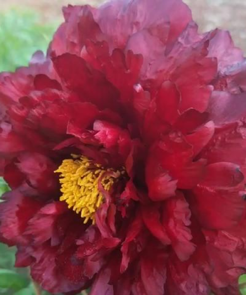 世界名花牡丹品种大盘点，绚烂多彩的牡丹之美排名揭晓！