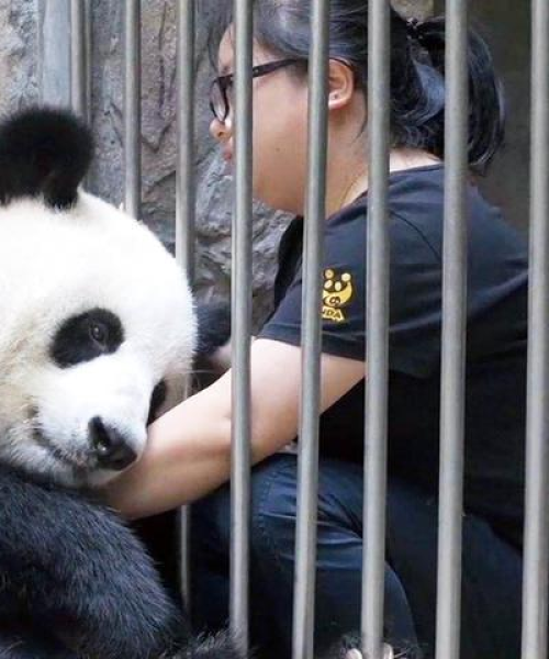 萌宠团子养殖秘籍，开启最新养殖攻略之旅！
