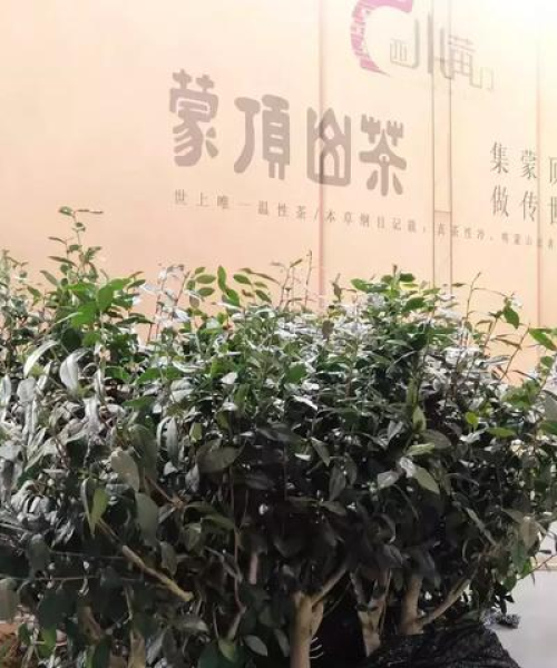 成都出发探秘婺源，绝美乡村风光旅游攻略