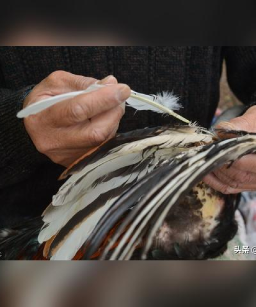 世界斗鸡战力大揭秘，霸主地位榜单排名！