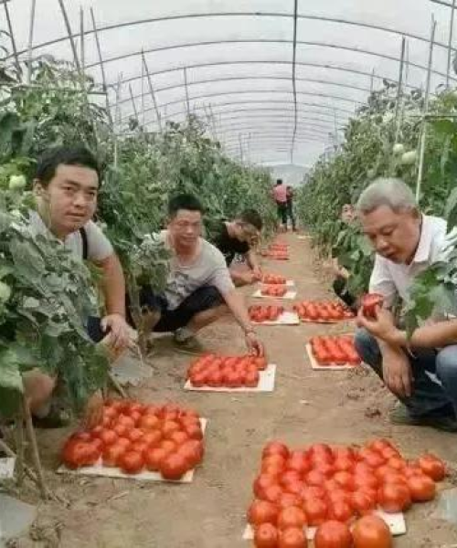 重庆蔬菜软件公司排行榜揭晓，行业影响力大比拼！