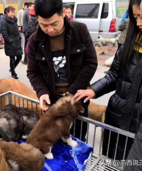 肉狗今日最新价格及市场趋势深度解析，多重因素揭秘！