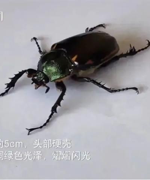 雅安房屋鉴定公司权威排名榜，专业评估一览无余