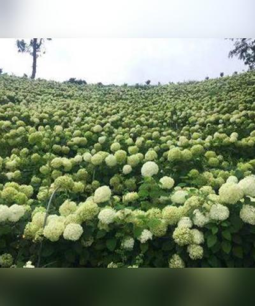 昆明春城导游排名TOP10，领略最佳导览，畅游春城之美