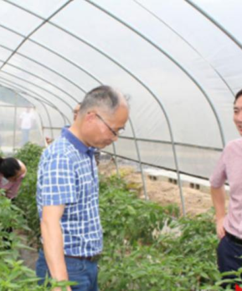 湖南拱棚公司排名及行业影响力揭秘