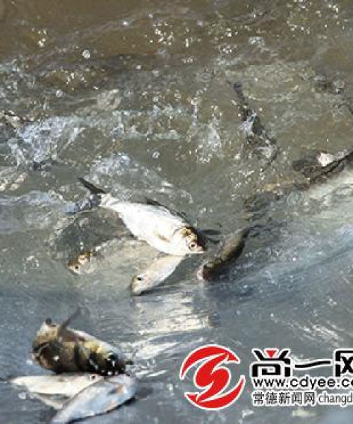 常德环保资质公司排名榜，探寻绿色先锋力量，助力可持续发展之路