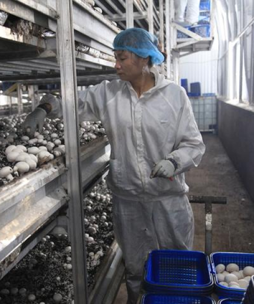 重庆冷库出租信息更新，满足各类冷藏需求