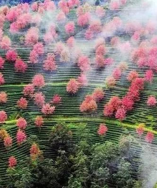 云南冬季旅游攻略，十二月别样风情探索