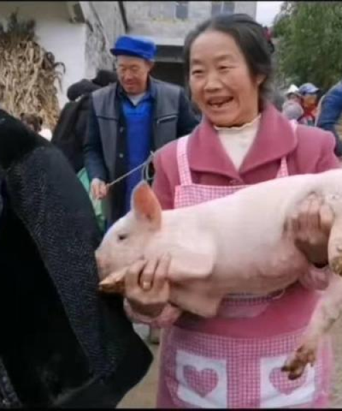 云南小猪最新价格行情揭秘，今日市场分析
